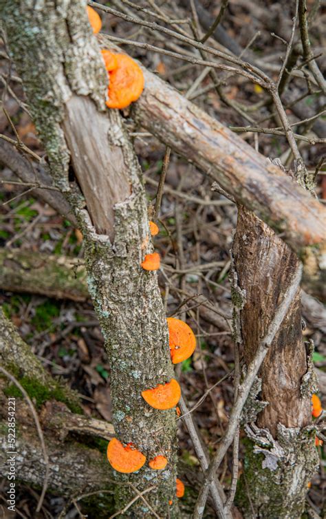 Hongos Naranjas Pycnoporus Sanguineus En Tronco Stock Photo Adobe Stock