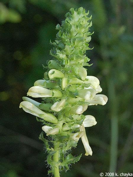 Pedicularis lanceolata (Swamp Lousewort): Minnesota Wildflowers