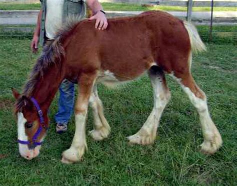 clydesdale-foal | Baby Animal Zoo