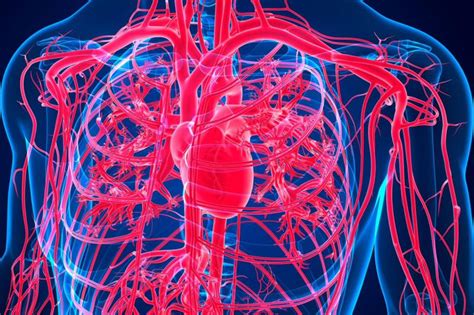 Apixaban In The Management Of Nonvalvular Atrial Fibrillation In Older