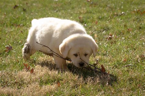 10 Reputable English Labrador Breeders In The States