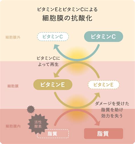 ビタミンeで美肌を目指す！気になる効果とは？ Taisho Beauty Online