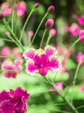 Caesalpinia Pulcherrima Var Pink Pink Dwarf Poinciana Pride Of