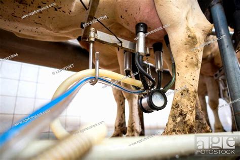 Cows Being Milked Stock Photo Picture And Low Budget Royalty Free