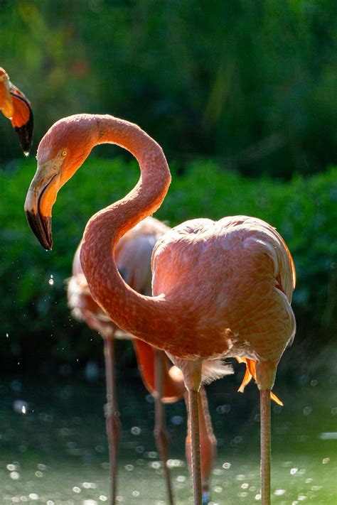 A Group Of Flamingos Standing Next To Each Other Photo Free Bird