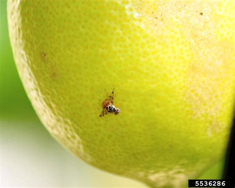 Mediterranean Fruit Fly Medfly Ceratitis Capitata