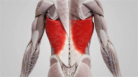 Musculus Latissimus Dorsi DocCheck