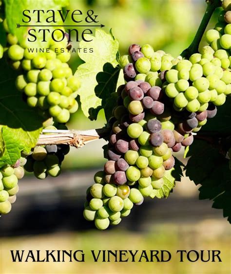 Stave And Stone Wine Estates Wines With Personality