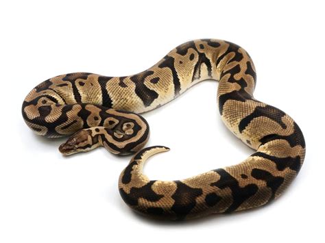 Pastel Ball Python Morphs – New England Reptile - NERD