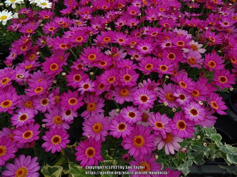 Marguerite Daisy Argyranthemum Frutescens Madeira Deep Pink Improved