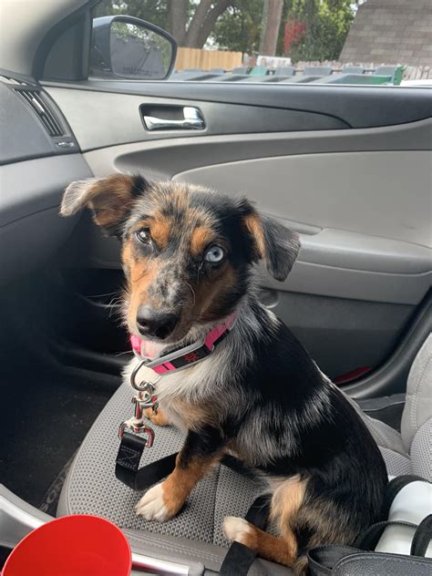 Australian Shepherd Dachshund Mix Puppies