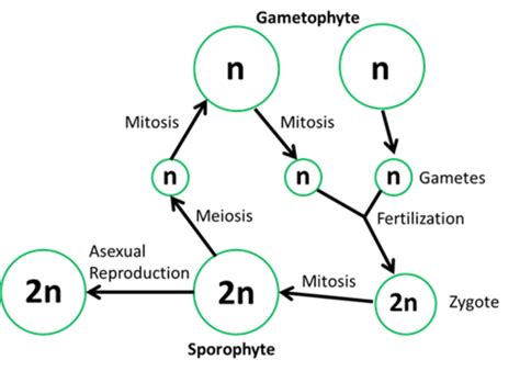 Unit Bryophytes And Ferns Flashcards Quizlet