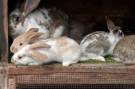 ᐅ How to Tell If Mother Rabbit Is Feeding Babies | Behavior