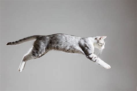 Royalty Free Cat Jumping Pictures, Images and Stock Photos - iStock