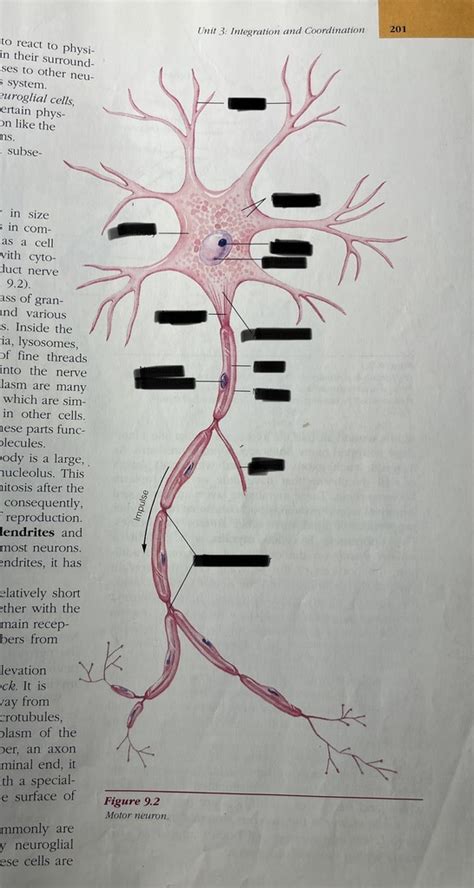 Anatomy Neuron Diagram Diagram Quizlet