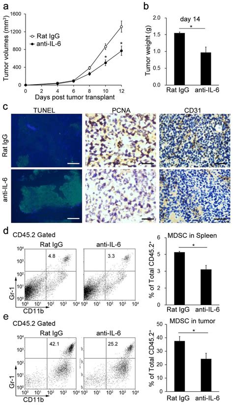 An Il Neutralizing Antibody Inhibited Tumor Growth And Angiogenesis