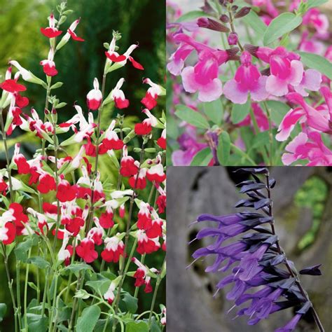 Plant Of The Month Salvia Ransoms Garden Centre