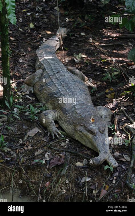 Bornean Freshwater Crocodile Crocodylus Raninus Who Has Broken Mouth