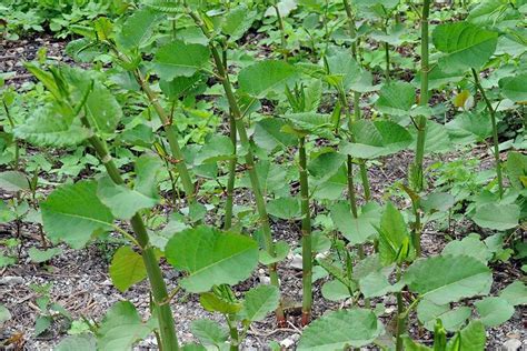 Japanese Knotweed Invasive Species