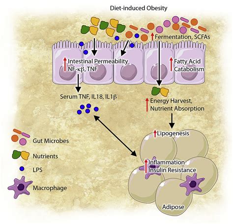 Bridging Immunity And Lipid Metabolism By Gut Microbiota Journal Of