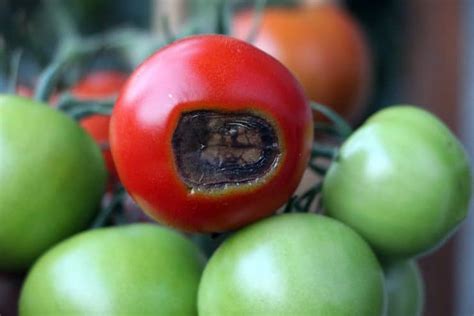 Tomatenfäule erkennen und bekämpfen Fäule an Tomaten Selbstversorger de