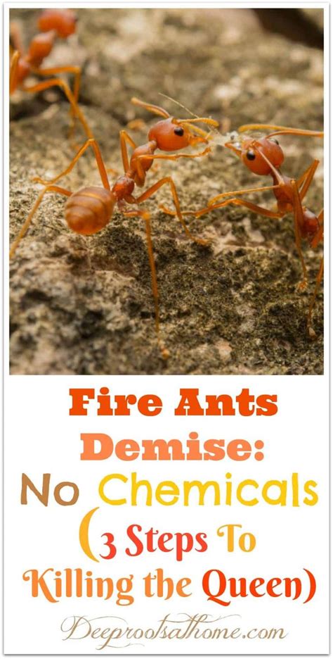 Fire Ants Kill The Queen If You Do These 3 Steps Fire Ants Kill Ants Ants In Garden