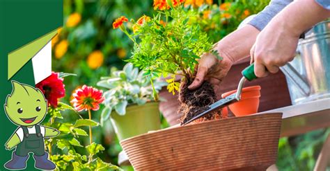 Jardinagem Para Iniciantes Dicas Para Come Ar A Cuidar De Plantas