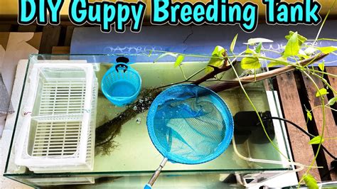 Fully Loaded Guppies Breeding In Diy Breeding Tank How To Breed