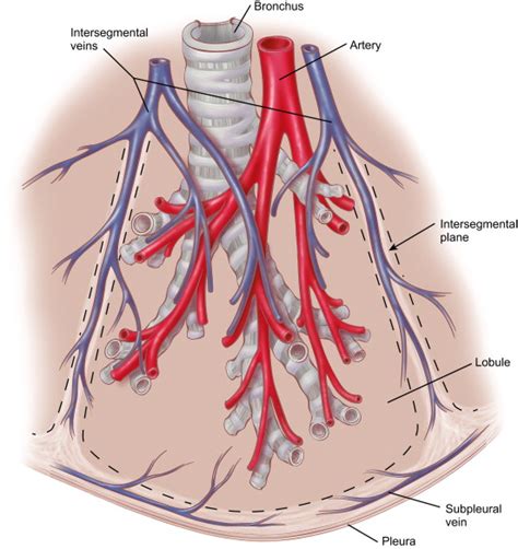 Lobes Fissures And Bronchopulmonary Segments Thoracic Surgery Clinics