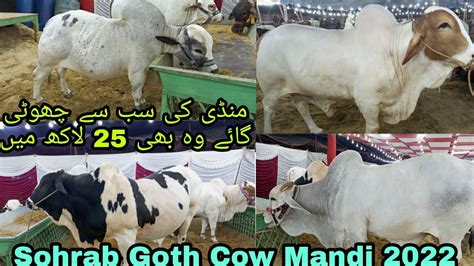 Sohrab Goth Cow Mandi 2022 Sohrab Goth Maweshi Mandi 2022 Cattle