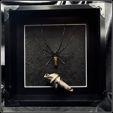 Golden Orb Weaving Spider on Preserved Spider Web - Large – Into The Black