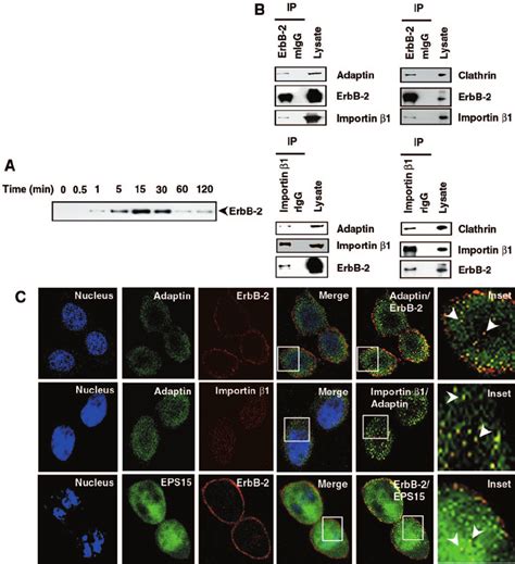 Involvement Of Clathrin Mediated Endocytic Internalization In Nuclear