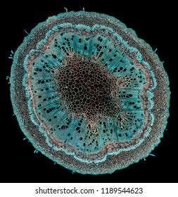 Eucalyptus Annual Stem Cross Section Cut Stock Photo 1189544623