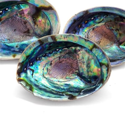 New Zealand Paua Shell Pieces