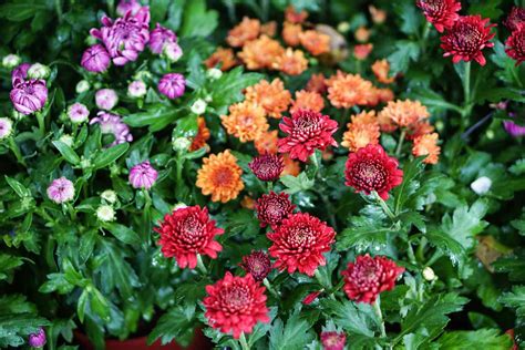 How to Grow Hardy Mums for Blooms Year After Year