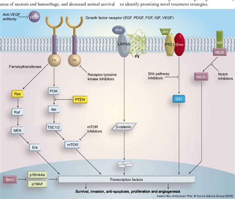 Cancer Cell Signaling Pathways