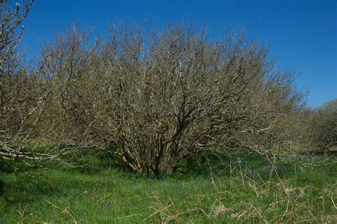 wand  hazel  hazel tree