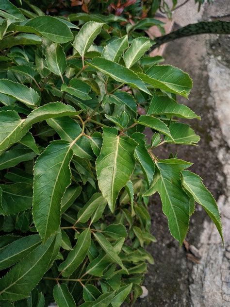 Portugiesische Lorbeerkirsche Prunus Lusitanica Angustifolia Cm