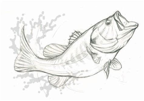 Drawing Of A Largemouth Bass Behance