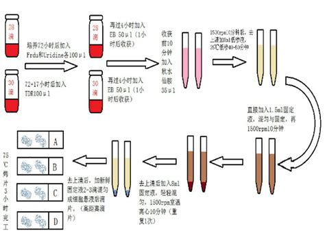 染色体核型分析上海翼和应用生物有限公司