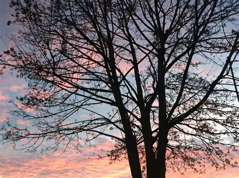 Autumn Fall Sunset Germany Dry Tree Sunset Outdoor