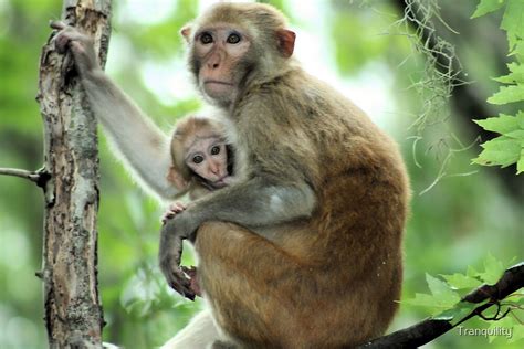 "Baby Rhesus Monkey Nursing" by Tranquility | Redbubble