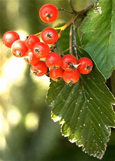 Sorbus aria | Landscape Plants | Oregon State University