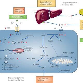 Sodiumglucose Cotransporter Sglt Inhibitors Inhibit Nah