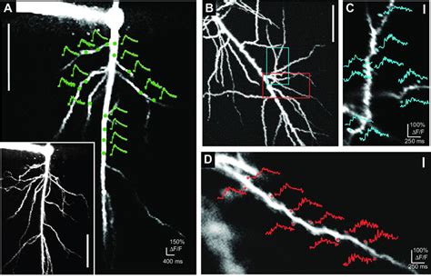 Functional Imaging Of Ca Transients Throughout Dendrites And