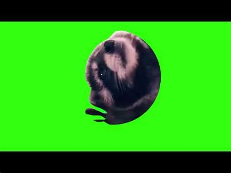 Dancing Raccoon Meme Green Screen Raccoon Dancing In A Circle