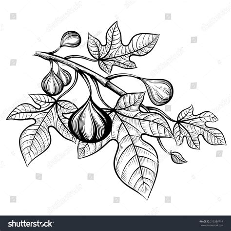 Fig Tree Realistic Vector Sketch Stock Vector 215338714 - Shutterstock