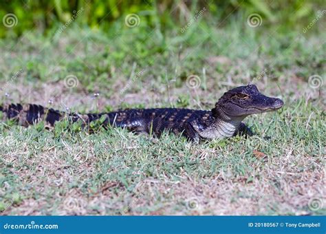 Baby Alligator In The Grass Stock Image Image Of Nature Animal 20180567