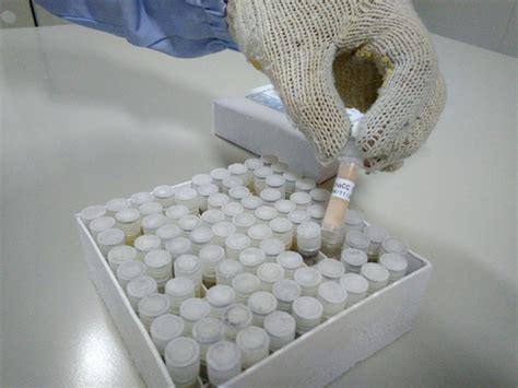 Plant Pathology Laboratories – Centre for Plant Protection Studies