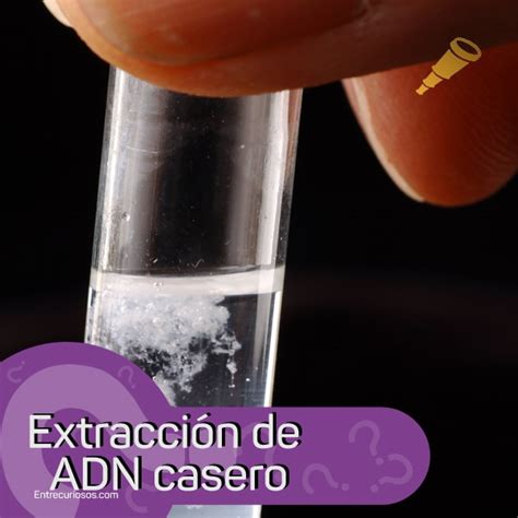 Extracci N De Adn Casero Descubre C Mo Realizarlo Y M S